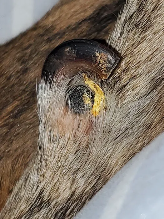 Cascade Pet Hospital 6