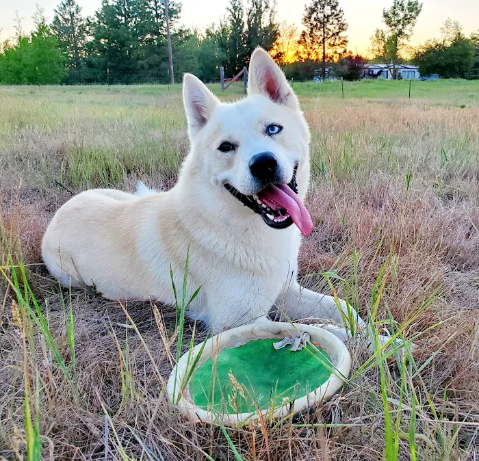 Aurora Veterinary Hospital 4