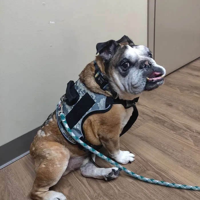 Plantation Animal Clinic, A Thrive Pet Healthcare Partner 9