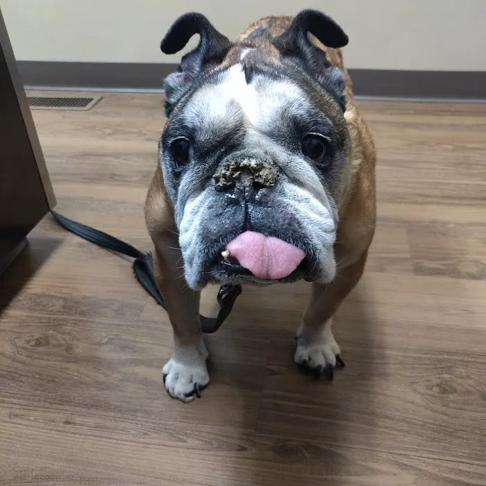 Plantation Animal Clinic, A Thrive Pet Healthcare Partner 10