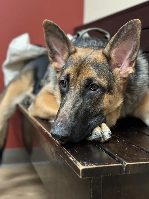 Plantation Animal Clinic, A Thrive Pet Healthcare Partner 1