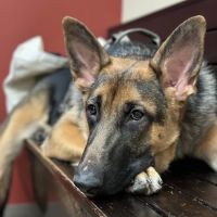 Plantation Animal Clinic, A Thrive Pet Healthcare Partner ico