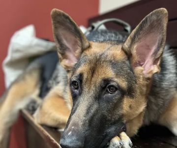 Plantation Animal Clinic, A Thrive Pet Healthcare Partner