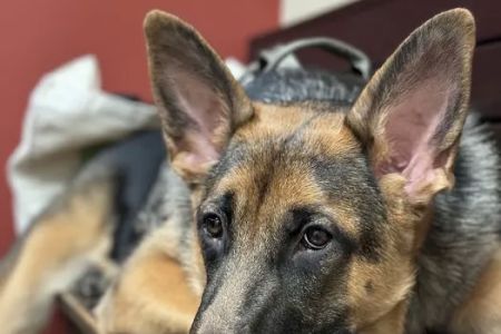 Plantation Animal Clinic, A Thrive Pet Healthcare Partner