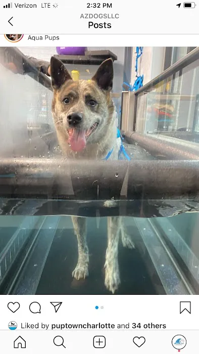 Healing Pups Charlotte 4