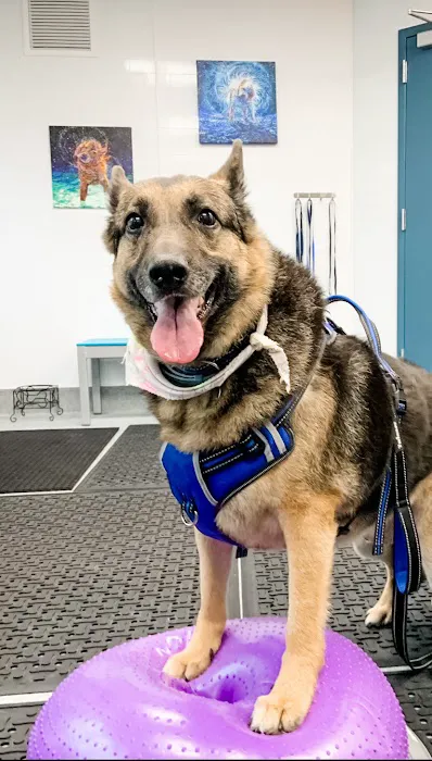 Healing Pups Charlotte 3