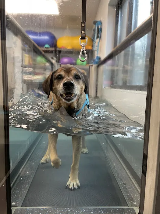 Healing Pups Charlotte 1