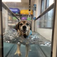 Healing Pups Charlotte ico