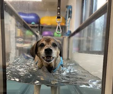 Healing Pups Charlotte