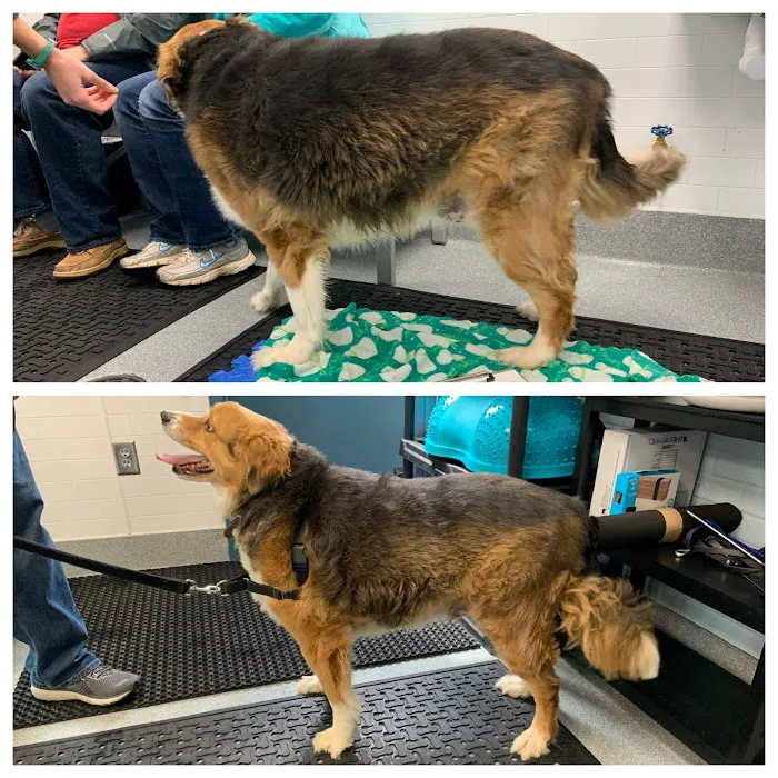 Healing Pups Charlotte 7