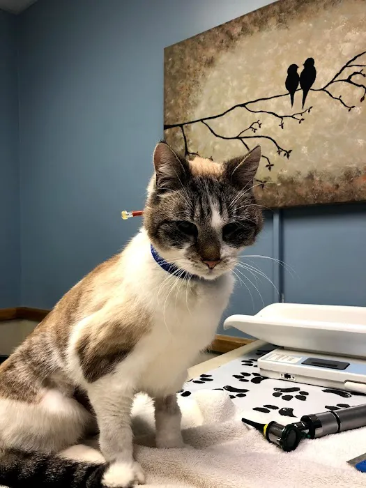 Independence Veterinary Clinic 12