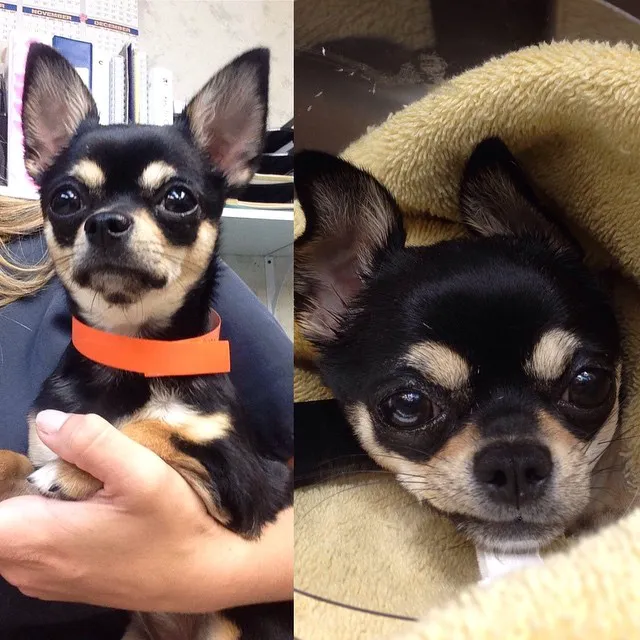 Compassionate Care Veterinary Hospital of Charlotte 2