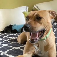 Compassionate Care Veterinary Hospital of Charlotte ico