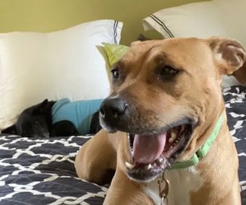 Compassionate Care Veterinary Hospital of Charlotte