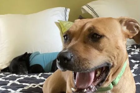 Compassionate Care Veterinary Hospital of Charlotte