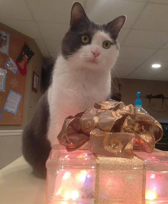 Compassionate Care Veterinary Hospital of Charlotte 6