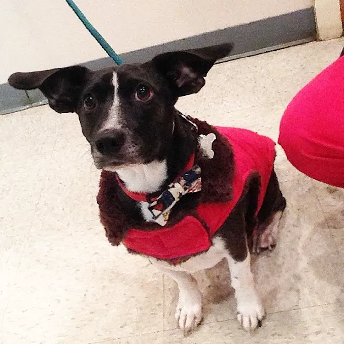 Compassionate Care Veterinary Hospital of Charlotte 10