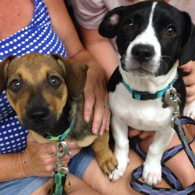 Compassionate Care Veterinary Hospital of Charlotte 9