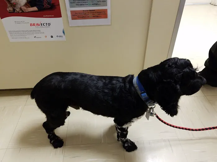 Compassionate Care Veterinary Hospital of Charlotte 3
