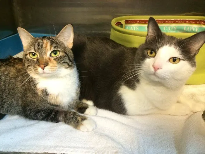 Compassionate Care Veterinary Hospital of Charlotte 7