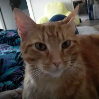 Banfield Pet Hospital ico