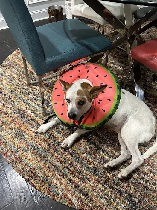 Best Care Animal Hospital Matthews & Charlotte 8