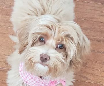 Best Care Animal Hospital Matthews & Charlotte
