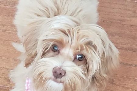 Best Care Animal Hospital Matthews & Charlotte