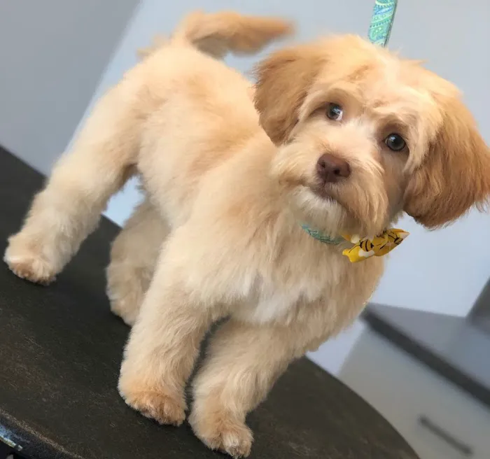 Best Care Animal Hospital Matthews & Charlotte 7