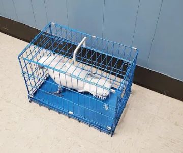 Animal Care Hospital of Matthews