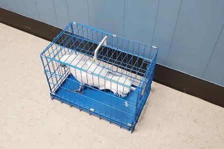 Animal Care Hospital of Matthews