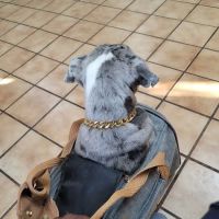 Aldine Mail Route Animal Hospital ico