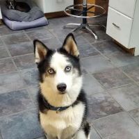 Houston Veterinary Hospital ico