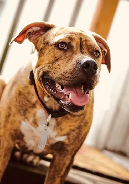 Houston Veterinary Hospital 12