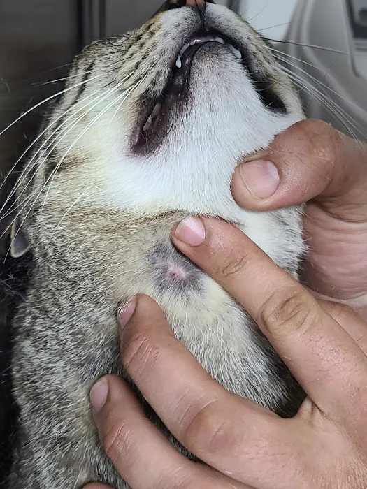 Houston Veterinary Hospital 12