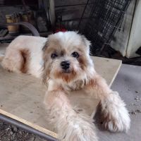 North Loop Pet Clinic ico