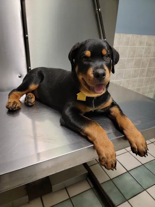 North Loop Pet Clinic 3