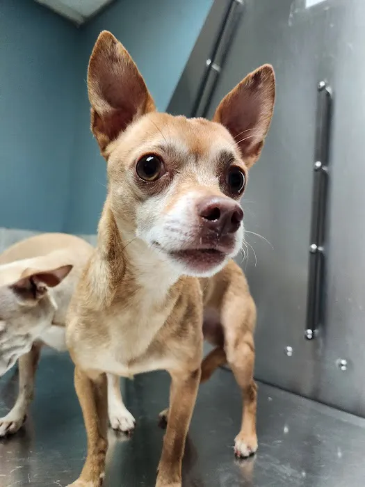 North Loop Pet Clinic 2