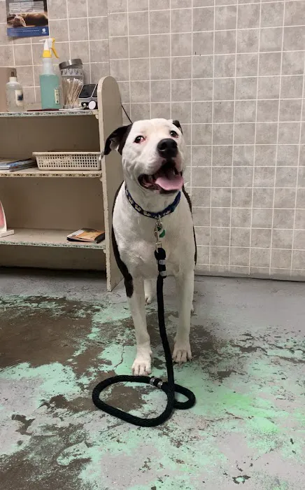 North Loop Pet Clinic 5