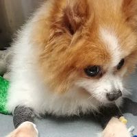 Garza Veterinary Clinic ico