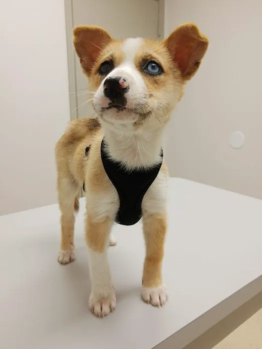 Cy-Fair Animal Hospital 1