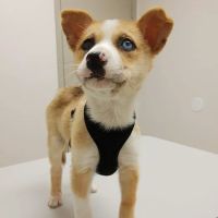 Cy-Fair Animal Hospital ico