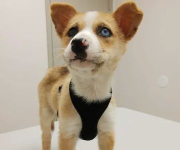 Cy-Fair Animal Hospital