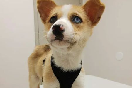 Cy-Fair Animal Hospital