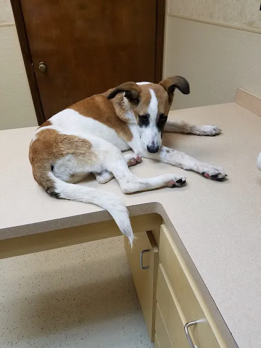 Cy-Fair Animal Hospital 2