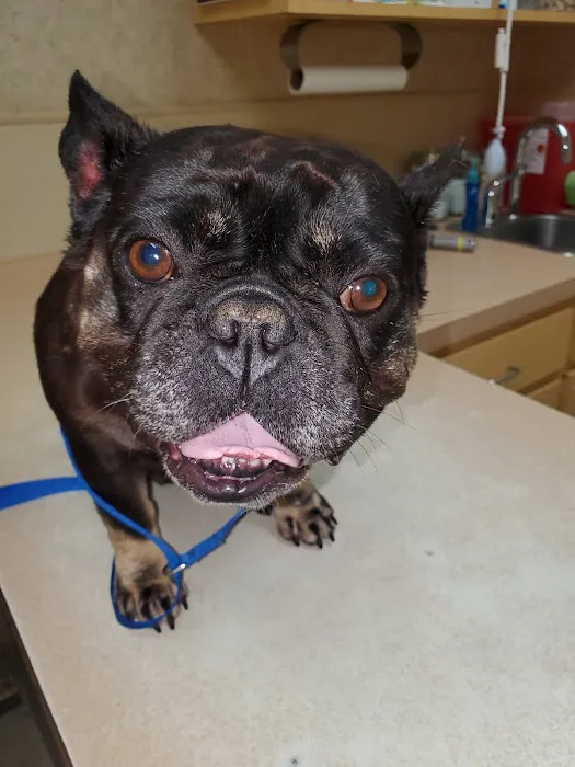 Cy-Fair Animal Hospital 3