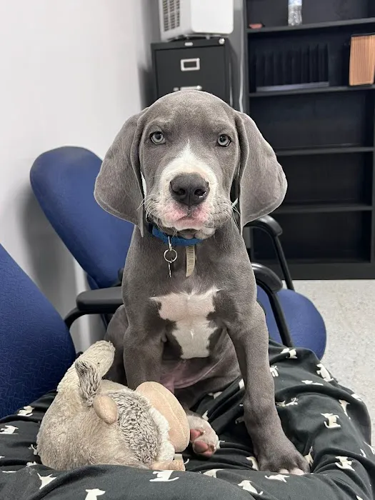 Cy-Fair Animal Hospital 8