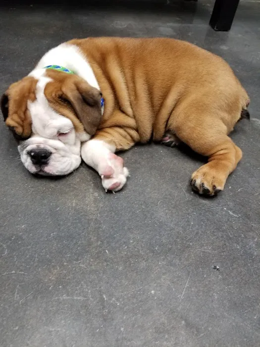 Garden Oaks Veterinary Center 1