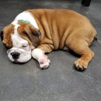 Garden Oaks Veterinary Center ico