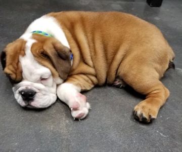 Garden Oaks Veterinary Center